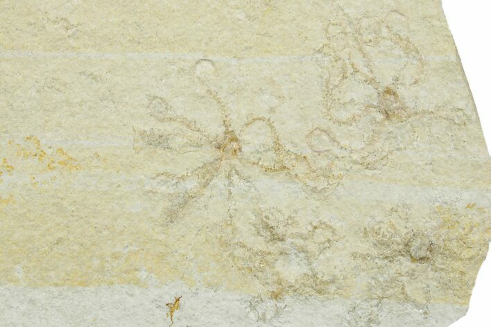 Floating Crinoid (Saccocoma) Fossils - Solnhofen Limestone #353566